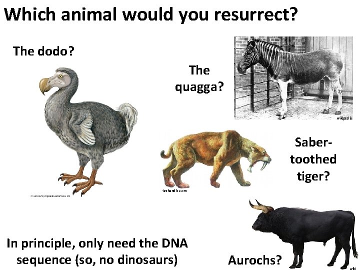 Which animal would you resurrect? The dodo? The quagga? wikipedia Sabertoothed tiger? techandle. com