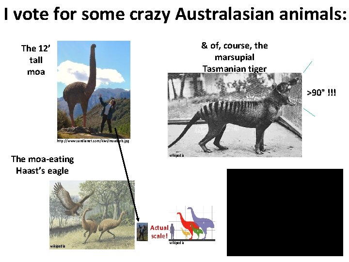 I vote for some crazy Australasian animals: & of, course, the marsupial Tasmanian tiger