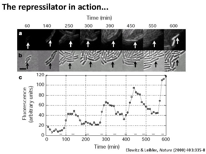 The repressilator in action. . . Elowitz & Leibler, Nature (2000) 403: 335 -8