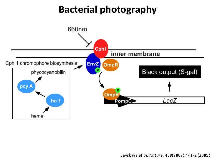 Bacterial photography Levskaya et al. Nature, 438(7067): 441 -2 (2005) 