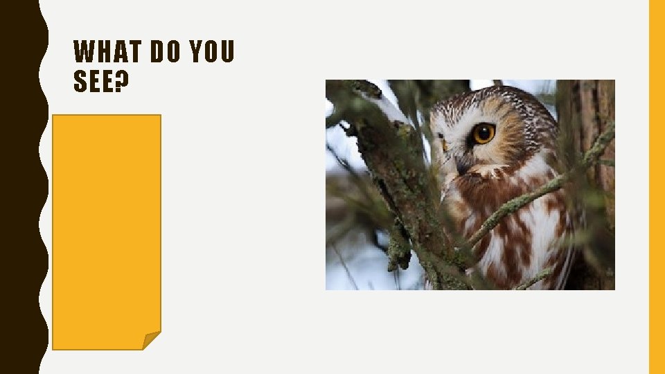WHAT DO YOU SEE? • An owl • A tree • Branches • Feathers