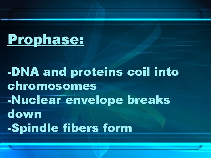 Prophase: -DNA and proteins coil into chromosomes -Nuclear envelope breaks down -Spindle fibers form