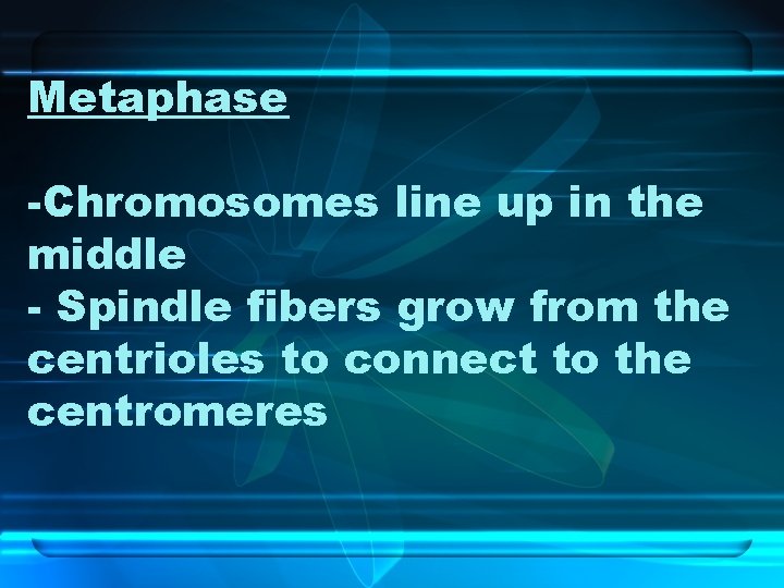 Metaphase -Chromosomes line up in the middle - Spindle fibers grow from the centrioles