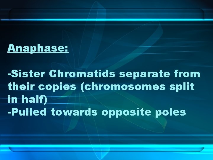 Anaphase: -Sister Chromatids separate from their copies (chromosomes split in half) -Pulled towards opposite