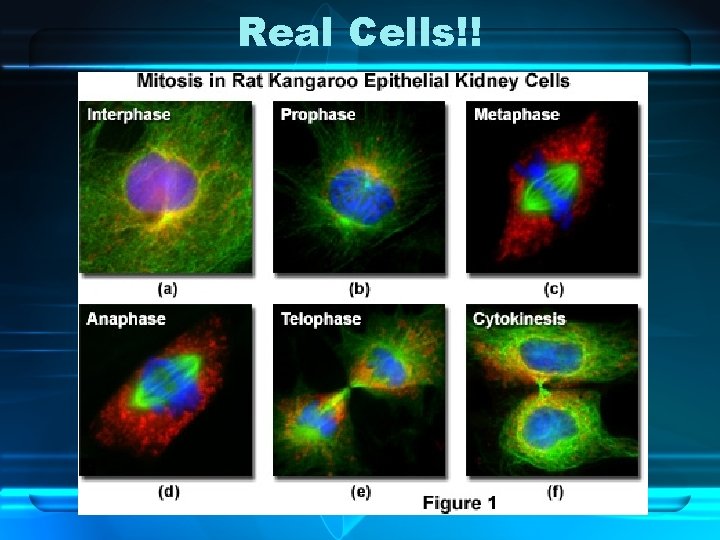 Real Cells!! 
