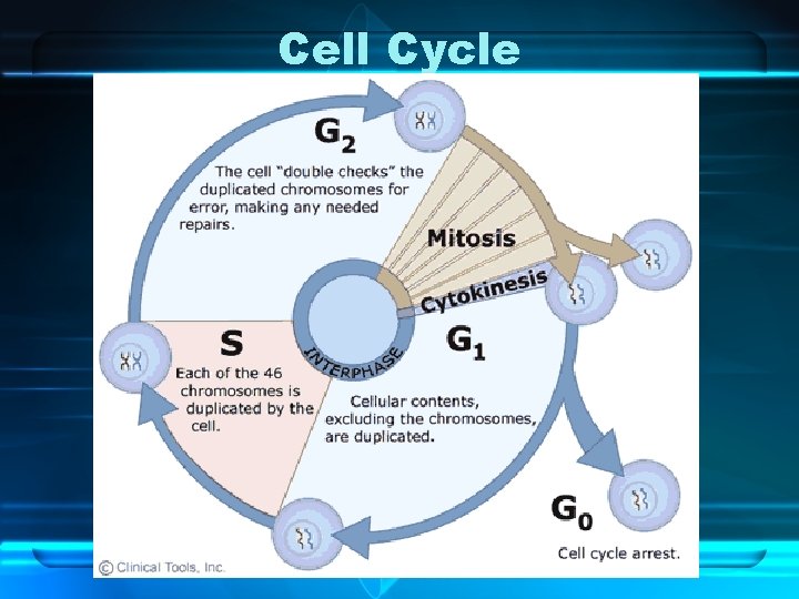 Cell Cycle 