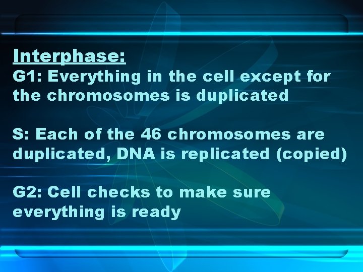 Interphase: G 1: Everything in the cell except for the chromosomes is duplicated S: