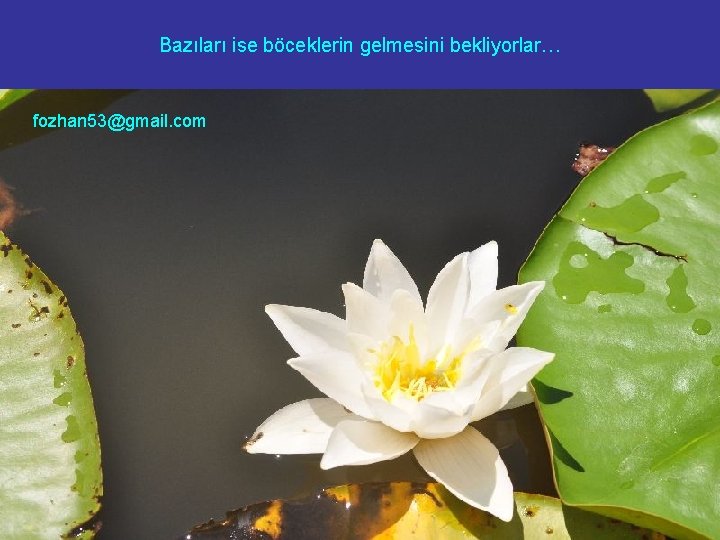 Bazıları ise böceklerin gelmesini bekliyorlar… fozhan 53@gmail. com 