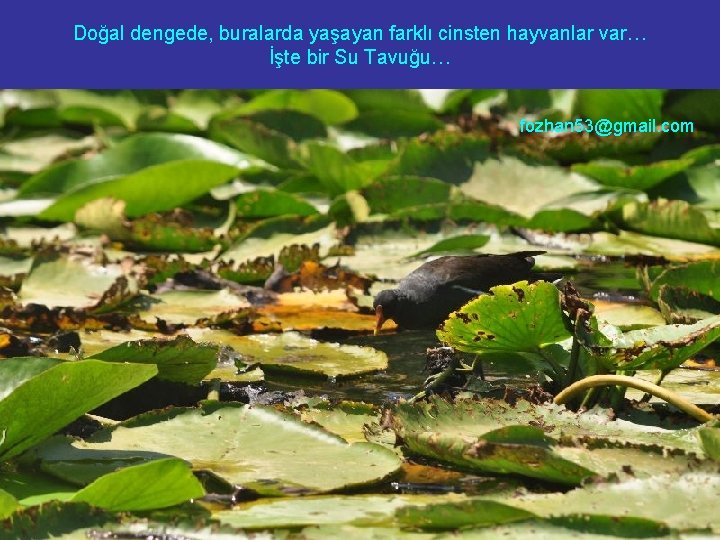 Doğal dengede, buralarda yaşayan farklı cinsten hayvanlar var… İşte bir Su Tavuğu… fozhan 53@gmail.