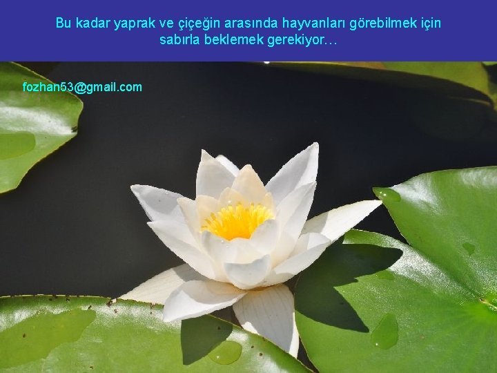 Bu kadar yaprak ve çiçeğin arasında hayvanları görebilmek için sabırla beklemek gerekiyor… fozhan 53@gmail.