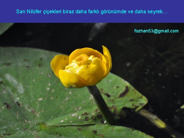Sarı Nilüfer çiçekleri biraz daha farklı görünümde ve daha seyrek… fozhan 53@gmail. com 