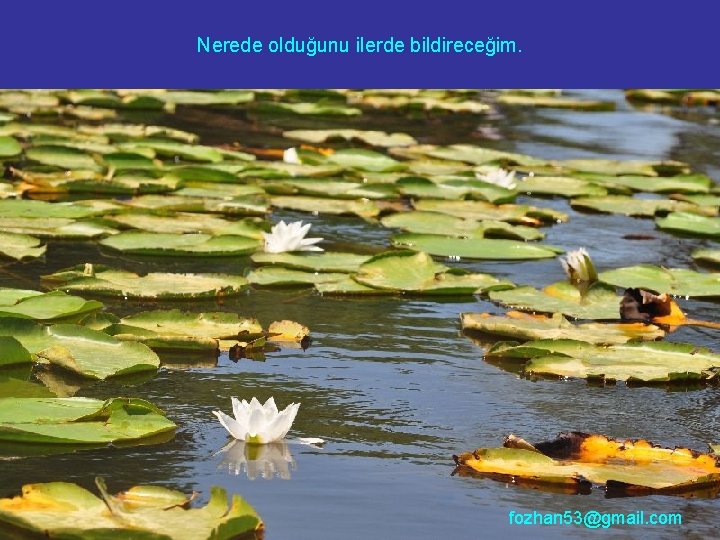 Nerede olduğunu ilerde bildireceğim. fozhan 53@gmail. com 