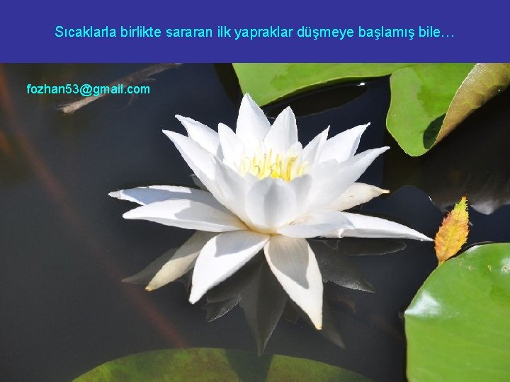 Sıcaklarla birlikte sararan ilk yapraklar düşmeye başlamış bile… fozhan 53@gmail. com 