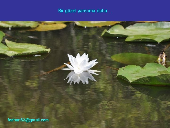 Bir güzel yansıma daha… fozhan 53@gmail. com 