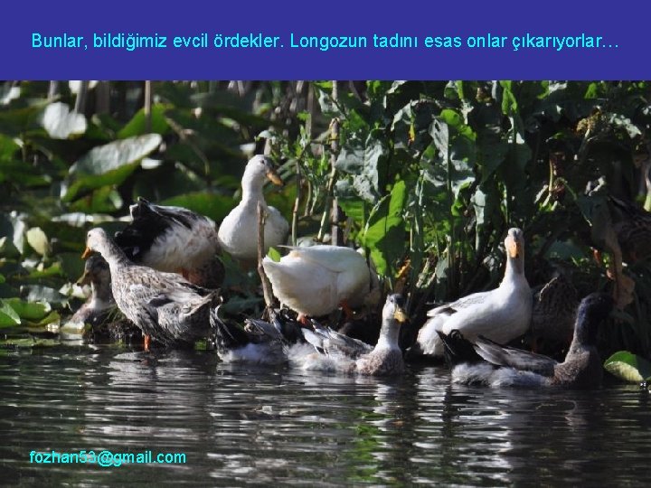 Bunlar, bildiğimiz evcil ördekler. Longozun tadını esas onlar çıkarıyorlar… fozhan 53@gmail. com 