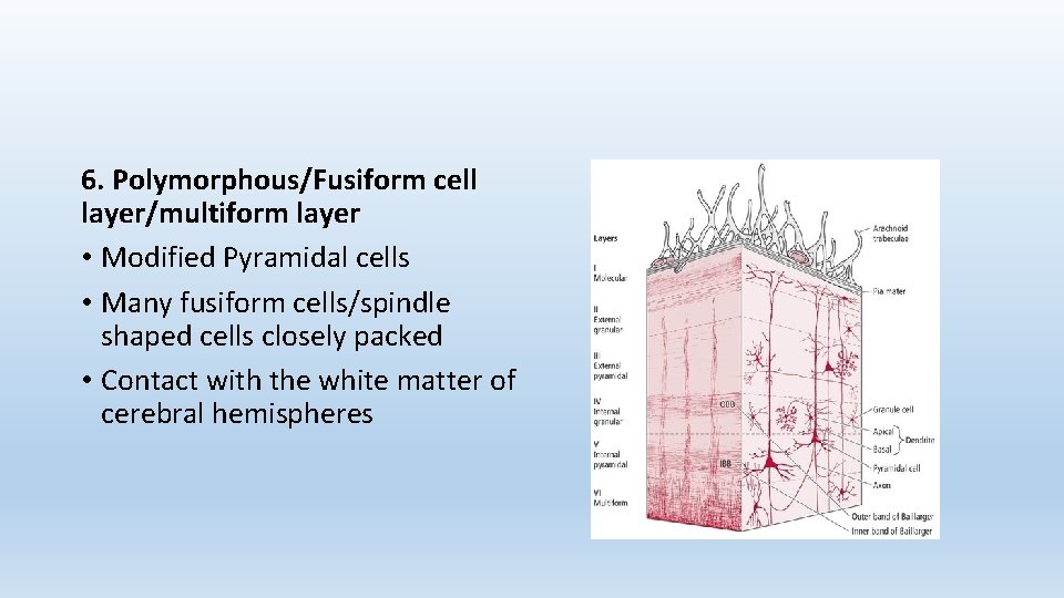 6. Polymorphous/Fusiform cell layer/multiform layer • Modified Pyramidal cells • Many fusiform cells/spindle shaped