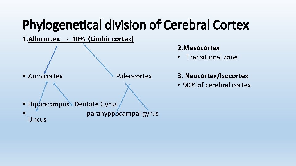 Phylogenetical division of Cerebral Cortex 1. Allocortex - 10% (Limbic cortex) § Archicortex Paleocortex