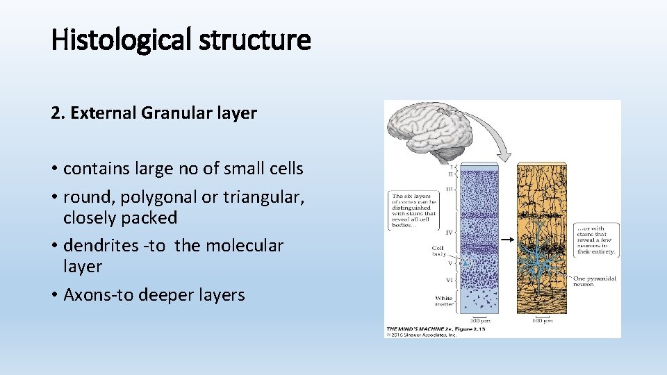 Histological structure 2. External Granular layer • contains large no of small cells •