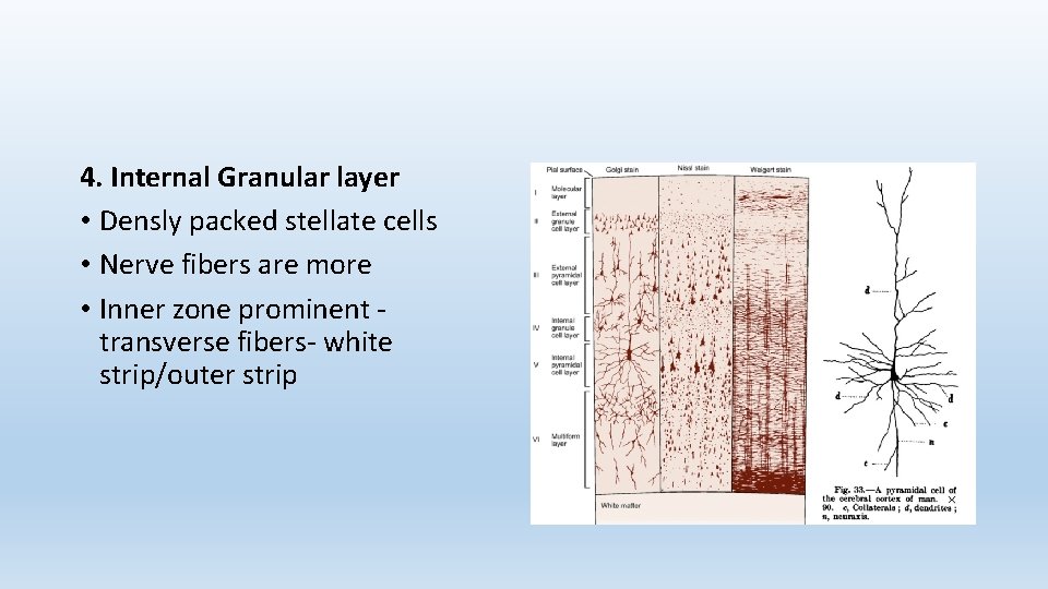4. Internal Granular layer • Densly packed stellate cells • Nerve fibers are more