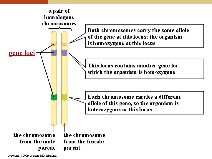 a pair of homologous chromosomes Both chromosomes carry the same allele of the gene