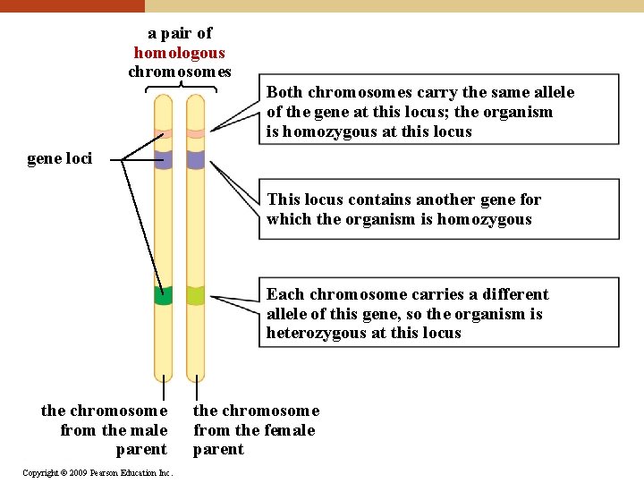 a pair of homologous chromosomes Both chromosomes carry the same allele of the gene
