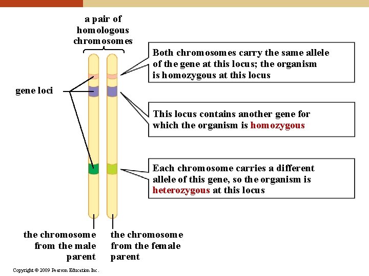 a pair of homologous chromosomes Both chromosomes carry the same allele of the gene
