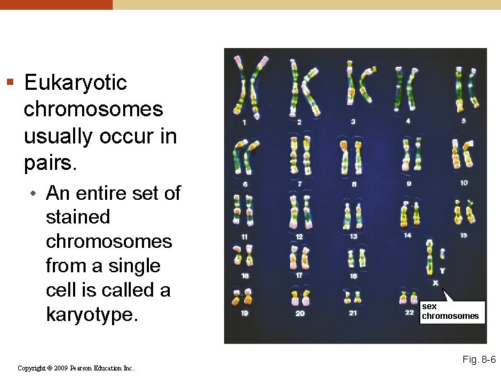 § Eukaryotic chromosomes usually occur in pairs. • An entire set of stained chromosomes