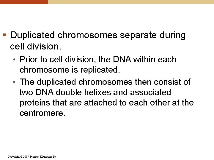 § Duplicated chromosomes separate during cell division. • Prior to cell division, the DNA