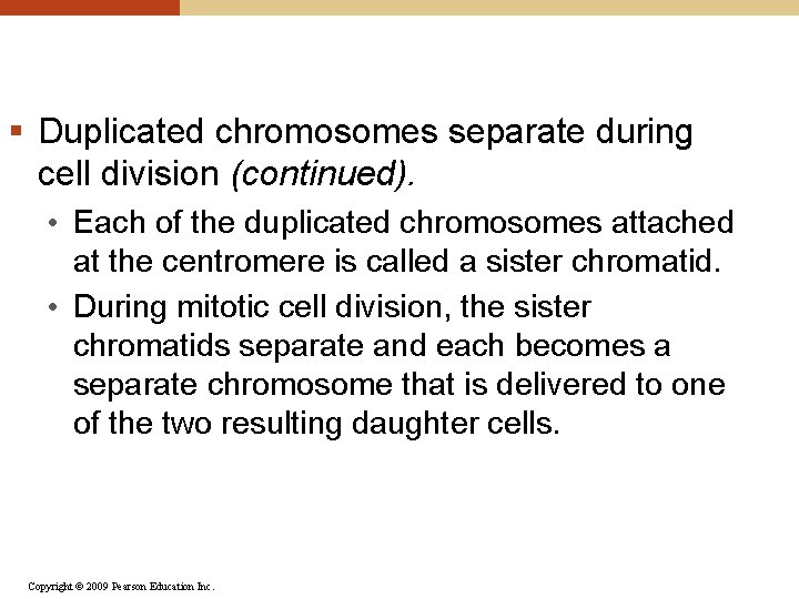 § Duplicated chromosomes separate during cell division (continued). • Each of the duplicated chromosomes