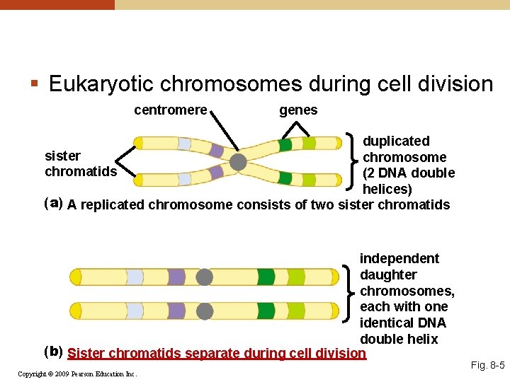 § Eukaryotic chromosomes during cell division centromere genes duplicated sister chromosome chromatids (2 DNA