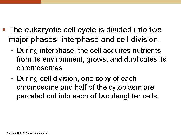 § The eukaryotic cell cycle is divided into two major phases: interphase and cell