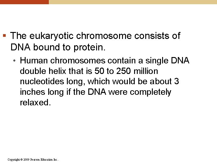§ The eukaryotic chromosome consists of DNA bound to protein. • Human chromosomes contain
