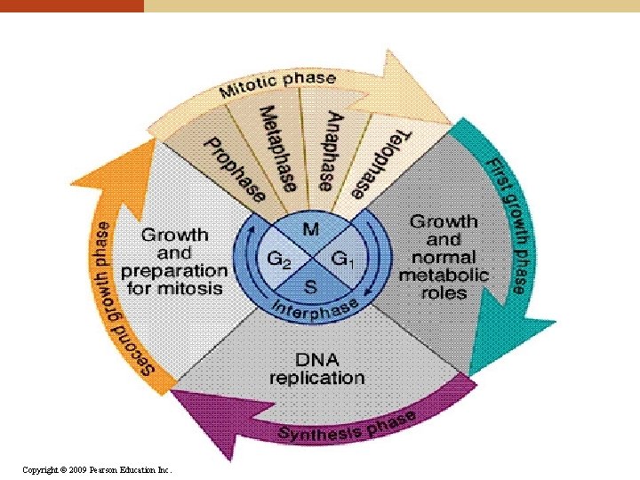 Copyright © 2009 Pearson Education Inc. 