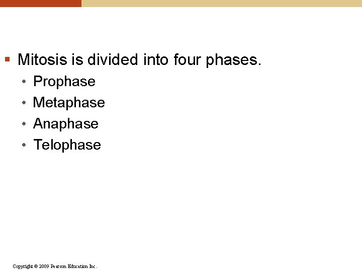 § Mitosis is divided into four phases. • • Prophase Metaphase Anaphase Telophase Copyright