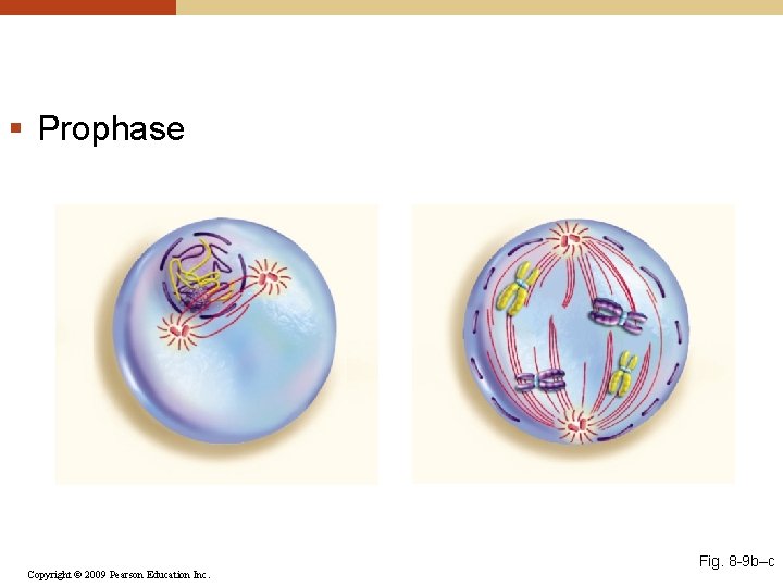 § Prophase Copyright © 2009 Pearson Education Inc. Fig. 8 -9 b–c 