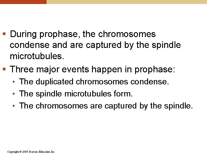 § During prophase, the chromosomes condense and are captured by the spindle microtubules. §