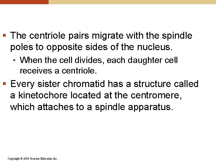§ The centriole pairs migrate with the spindle poles to opposite sides of the