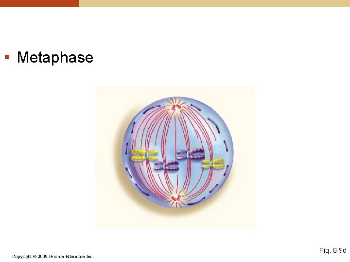 § Metaphase Copyright © 2009 Pearson Education Inc. Fig. 8 -9 d 
