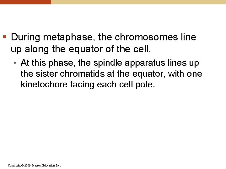 § During metaphase, the chromosomes line up along the equator of the cell. •