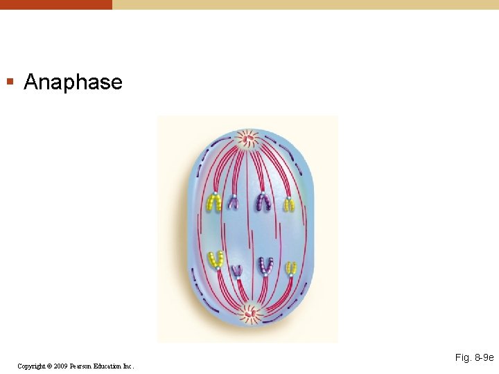 § Anaphase Copyright © 2009 Pearson Education Inc. Fig. 8 -9 e 