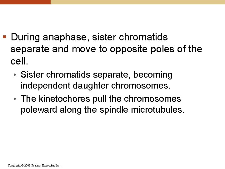 § During anaphase, sister chromatids separate and move to opposite poles of the cell.