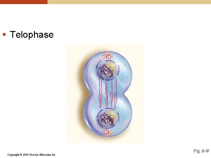 § Telophase Copyright © 2009 Pearson Education Inc. Fig. 8 -9 f 