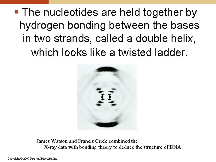 § The nucleotides are held together by hydrogen bonding between the bases in two