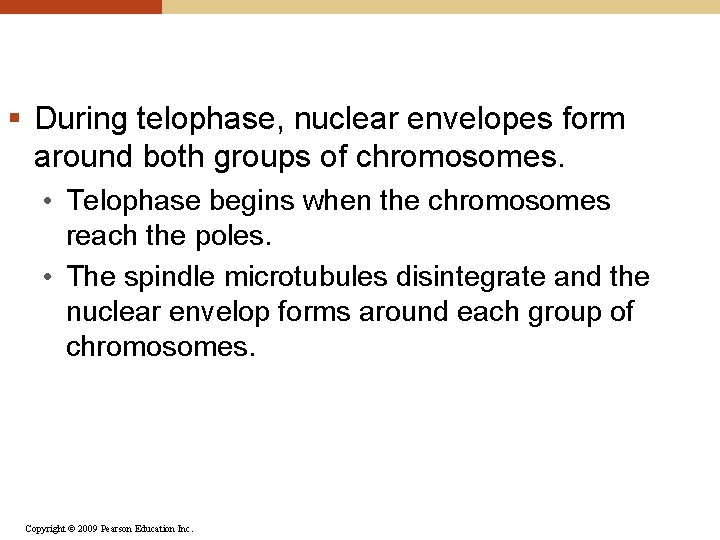 § During telophase, nuclear envelopes form around both groups of chromosomes. • Telophase begins