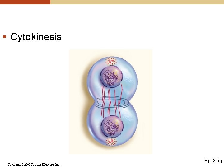 § Cytokinesis Copyright © 2009 Pearson Education Inc. Fig. 8 -9 g 