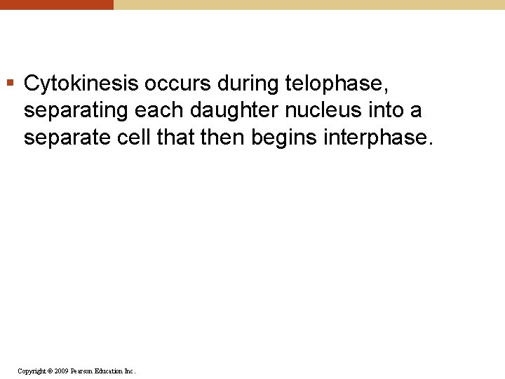§ Cytokinesis occurs during telophase, separating each daughter nucleus into a separate cell that