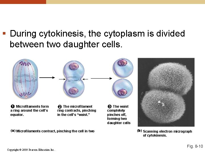 § During cytokinesis, the cytoplasm is divided between two daughter cells. Microfilaments form a