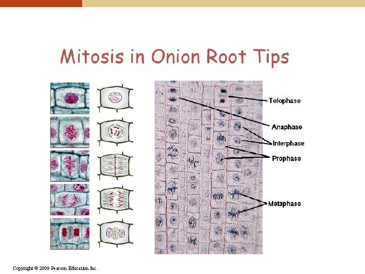 Copyright © 2009 Pearson Education Inc. 
