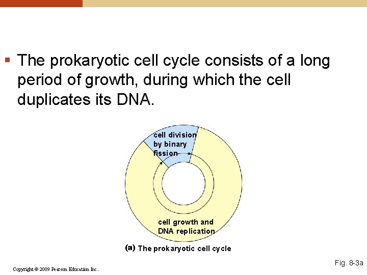 § The prokaryotic cell cycle consists of a long period of growth, during which