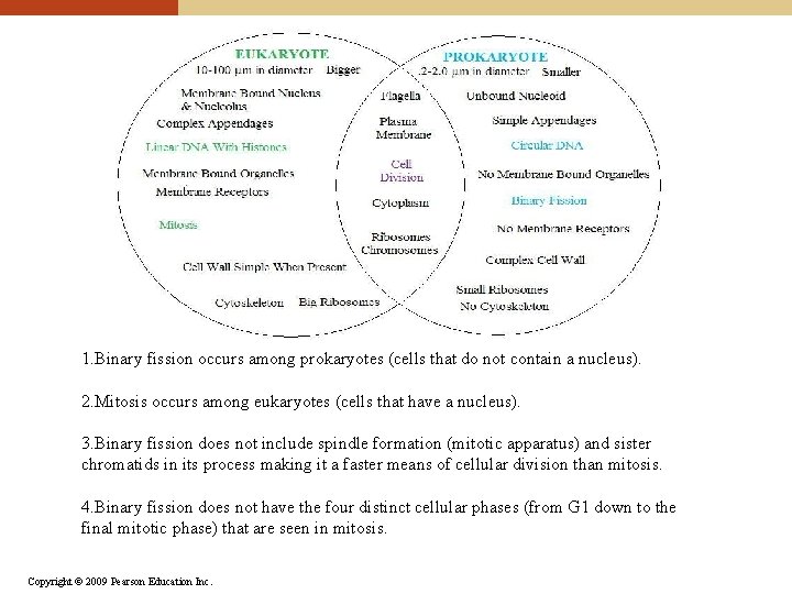 1. Binary fission occurs among prokaryotes (cells that do not contain a nucleus). 2.